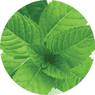 MENTHA PIPERITA OIL