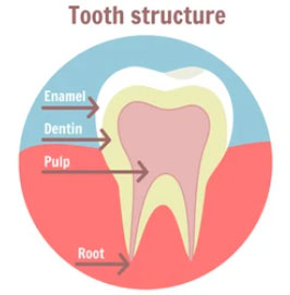 tooth stucture