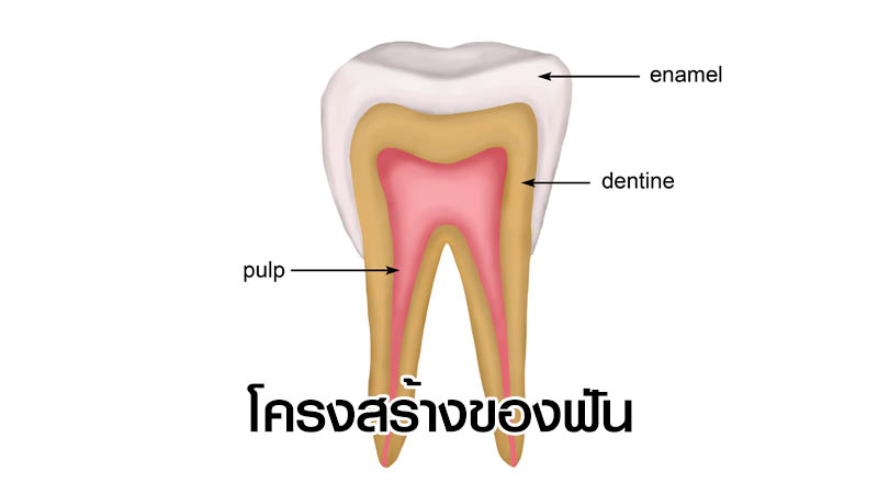โครงสร้างฟัน