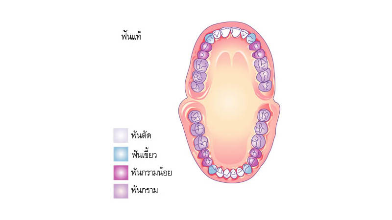 ลักษณะของฟัน