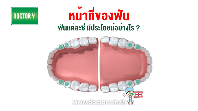 หน้าที่ของฟัน ฟันแต่ละซี่ มีประโยชน์อย่างไร